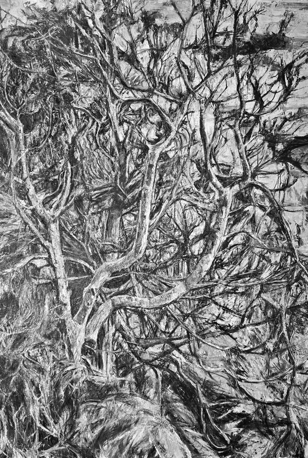 Vlad Kolas "Gnarly Banksia - Broken Head NSW"