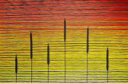 Kurun Warun "Pakap Yallandar" (Sunset Grasstrees)